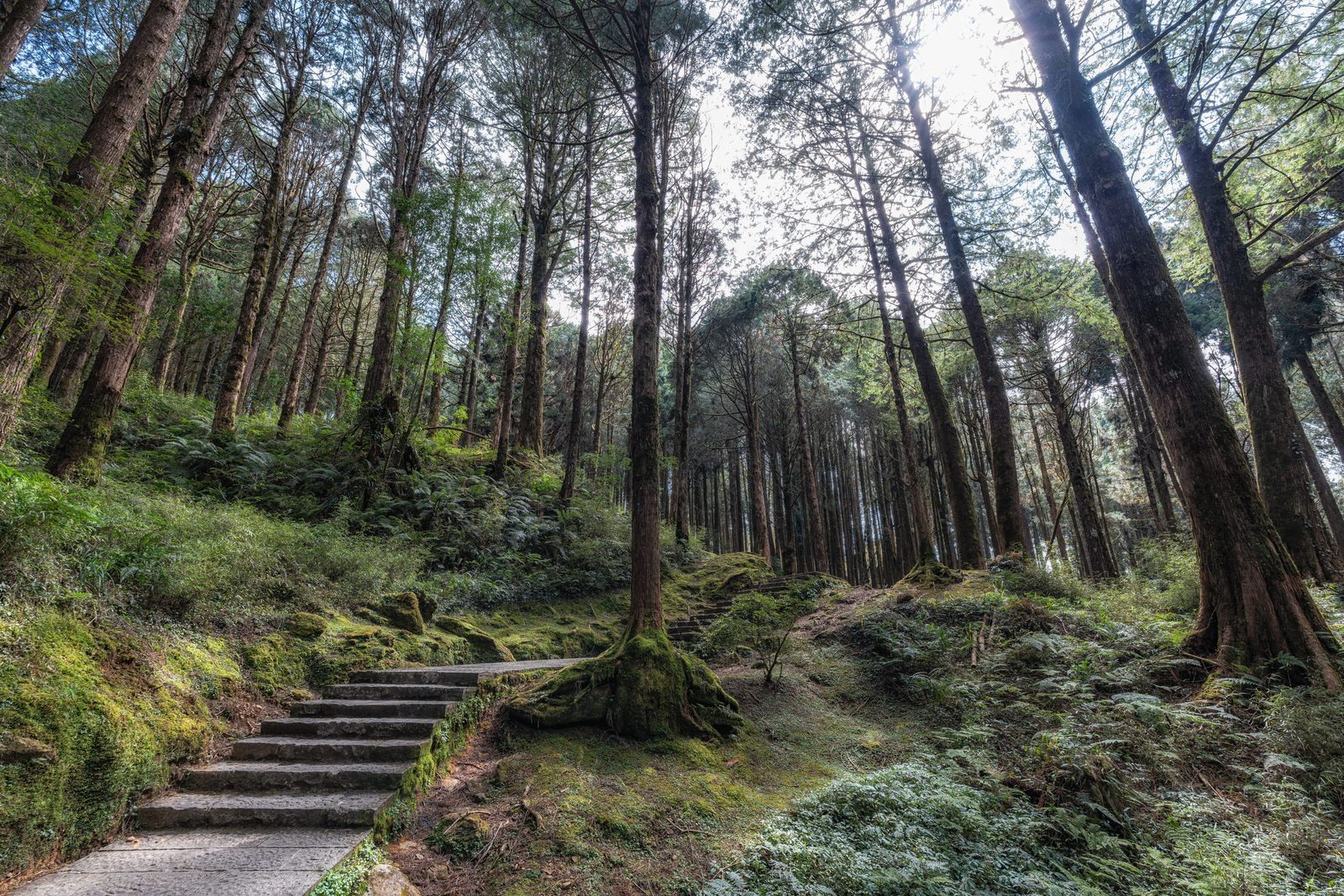 阿里山森林步道