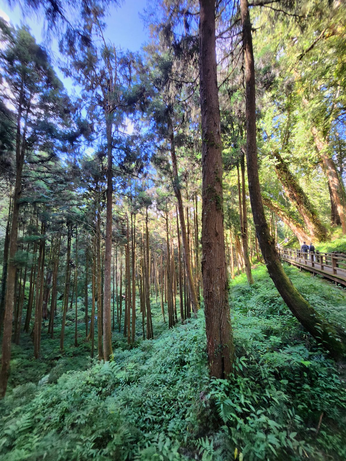 林間的木棧道穿過粗大樹幹之間,遠處是針葉林縱深