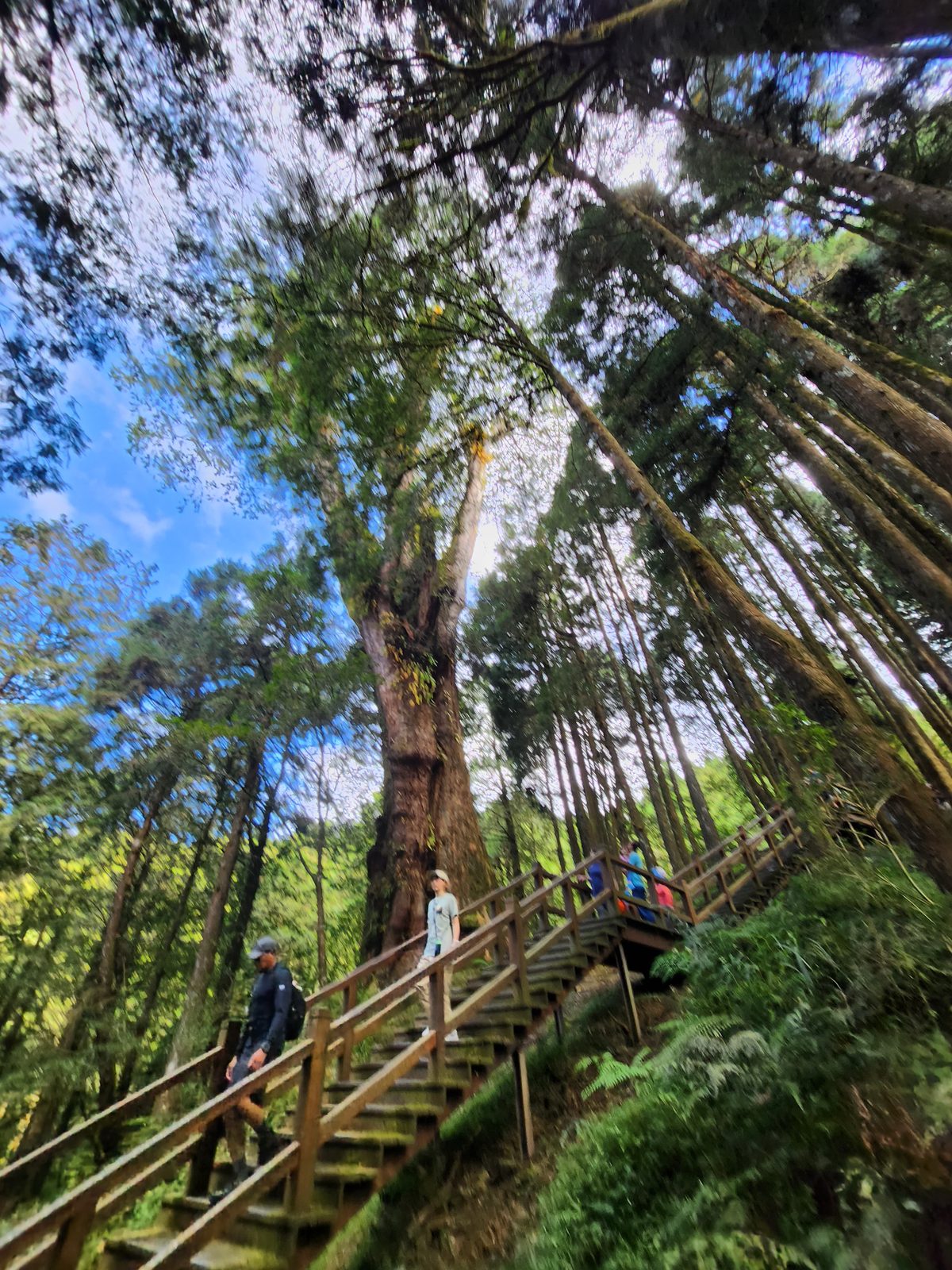 巨木旁的多層木造棧道與階梯,遠處有旅客走在棧道上,顯出樹木的巨大