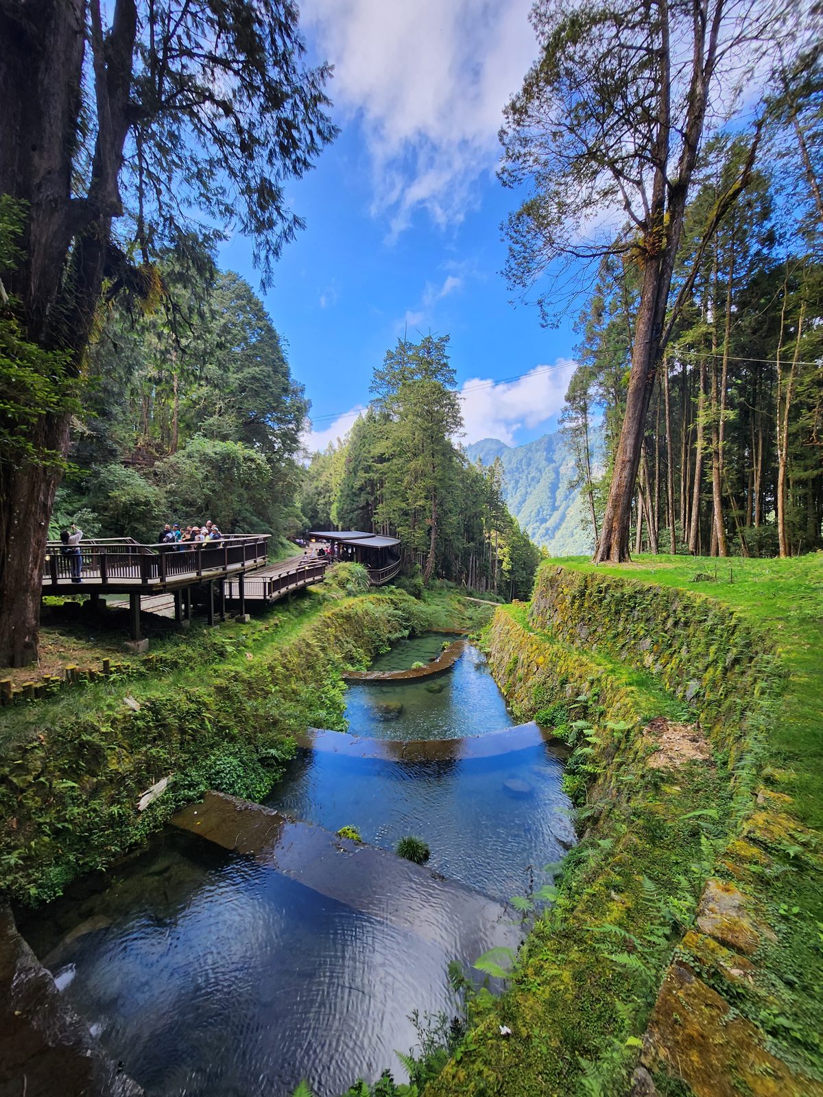 阿里山園區的木棧橋橫過水池,倒映著針葉林,遠方是層層山稜與藍天白雲