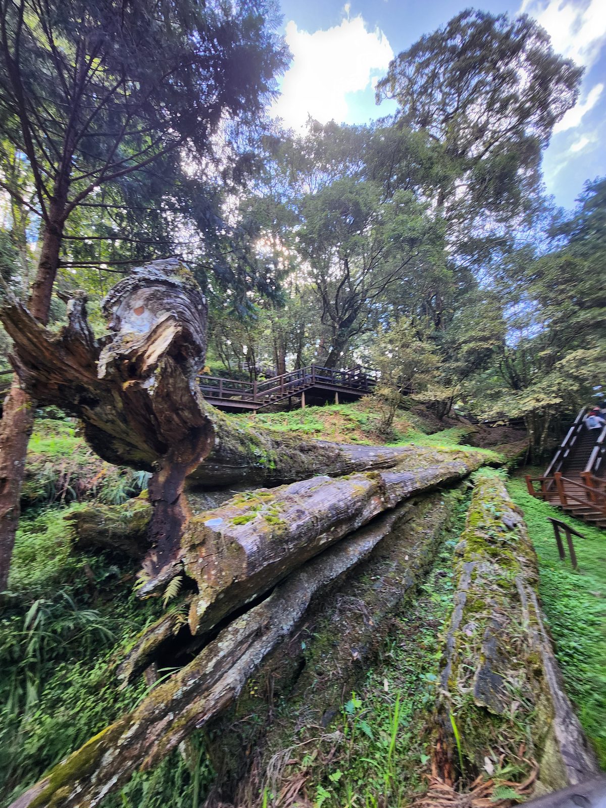 樹冠已折斷的巨木殘幹,樹幹裂開並覆滿苔蘚,背景是層層木棧道