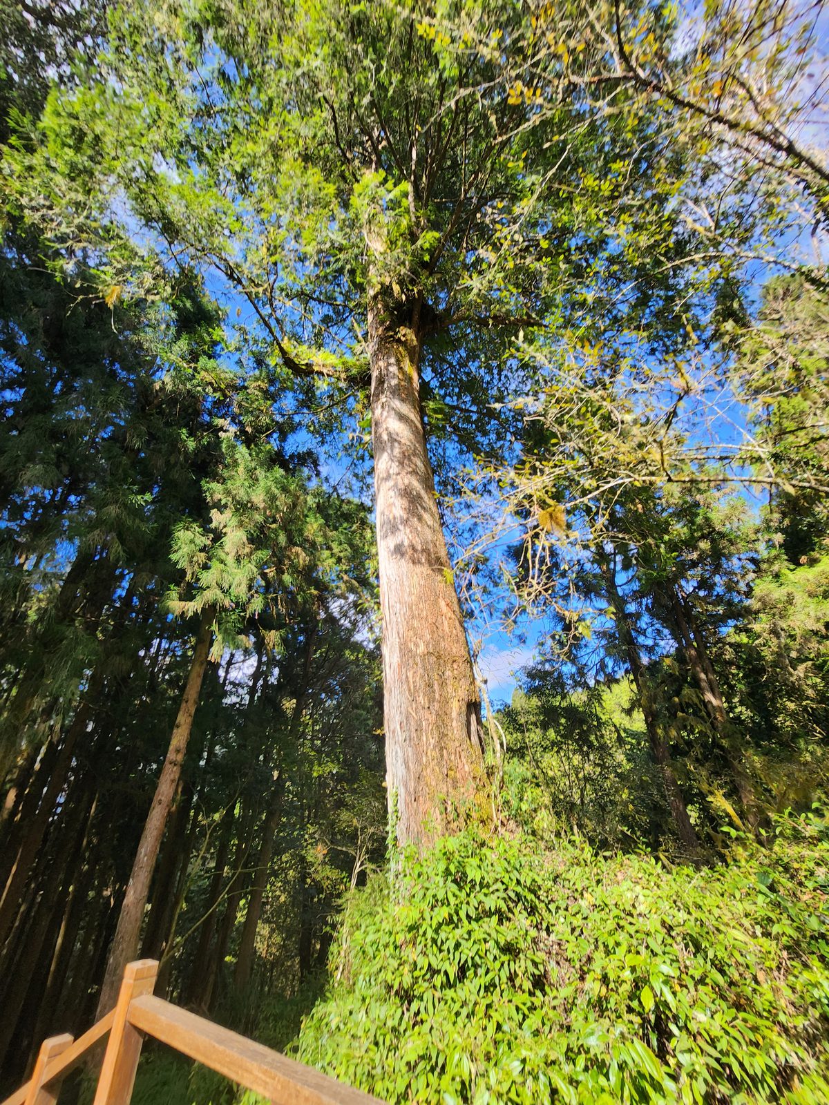 一株獨立挺直的針葉巨木全株,背景是藍天與周邊林木
