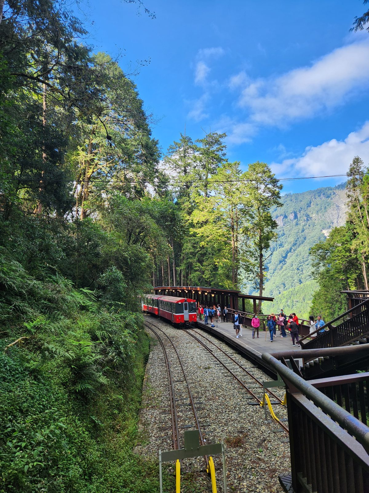紅色的阿里山林鐵列車停靠在森林中的小月台旁,軌道向畫面下方延伸