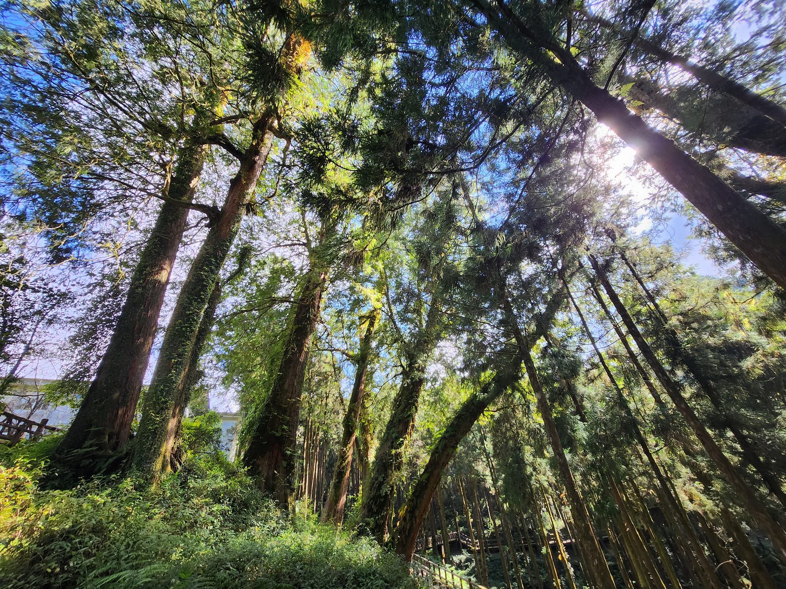 從步道仰角拍攝高大針葉林的樹冠與藍天