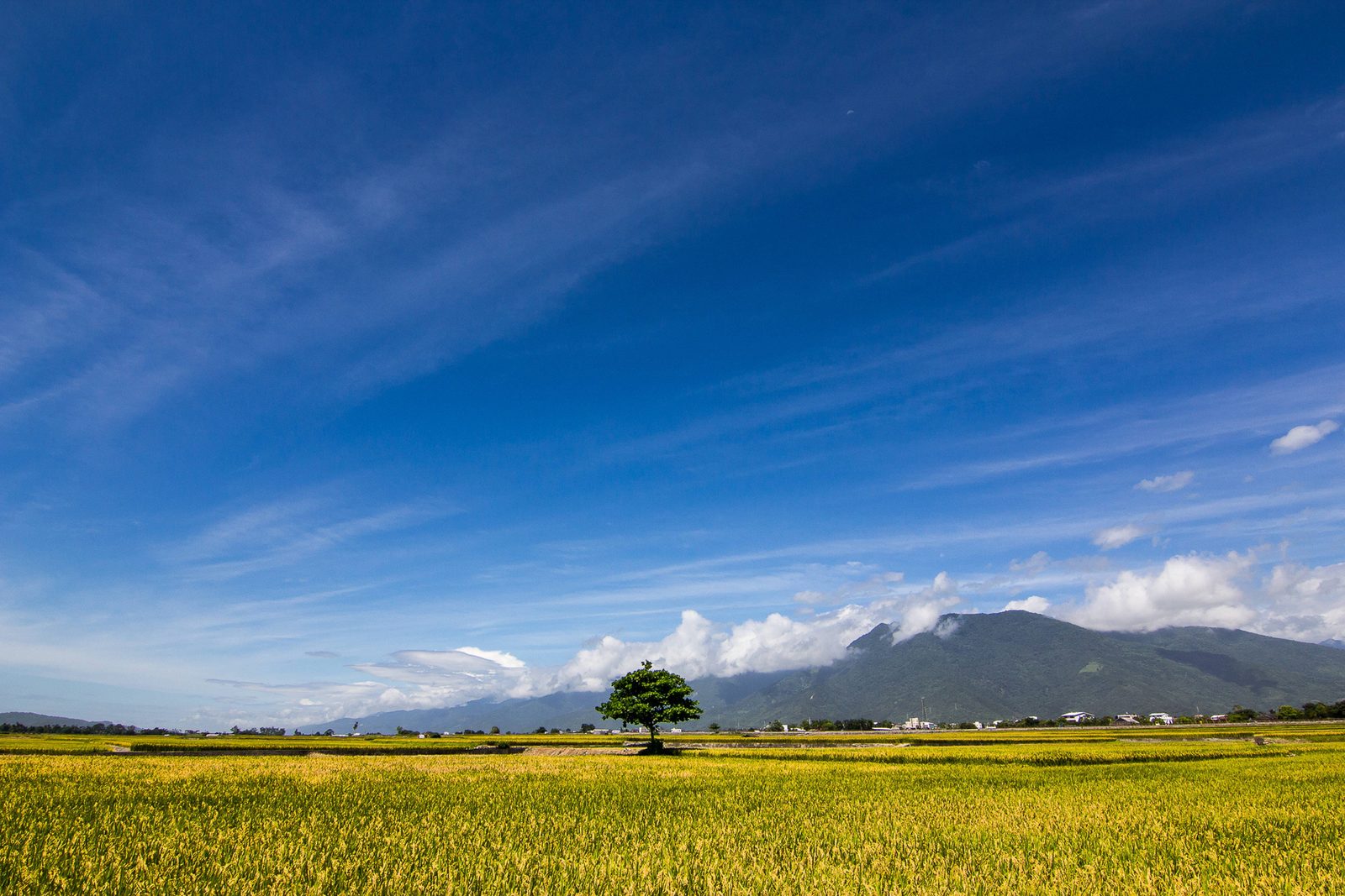 池上稻田與伯朗大道