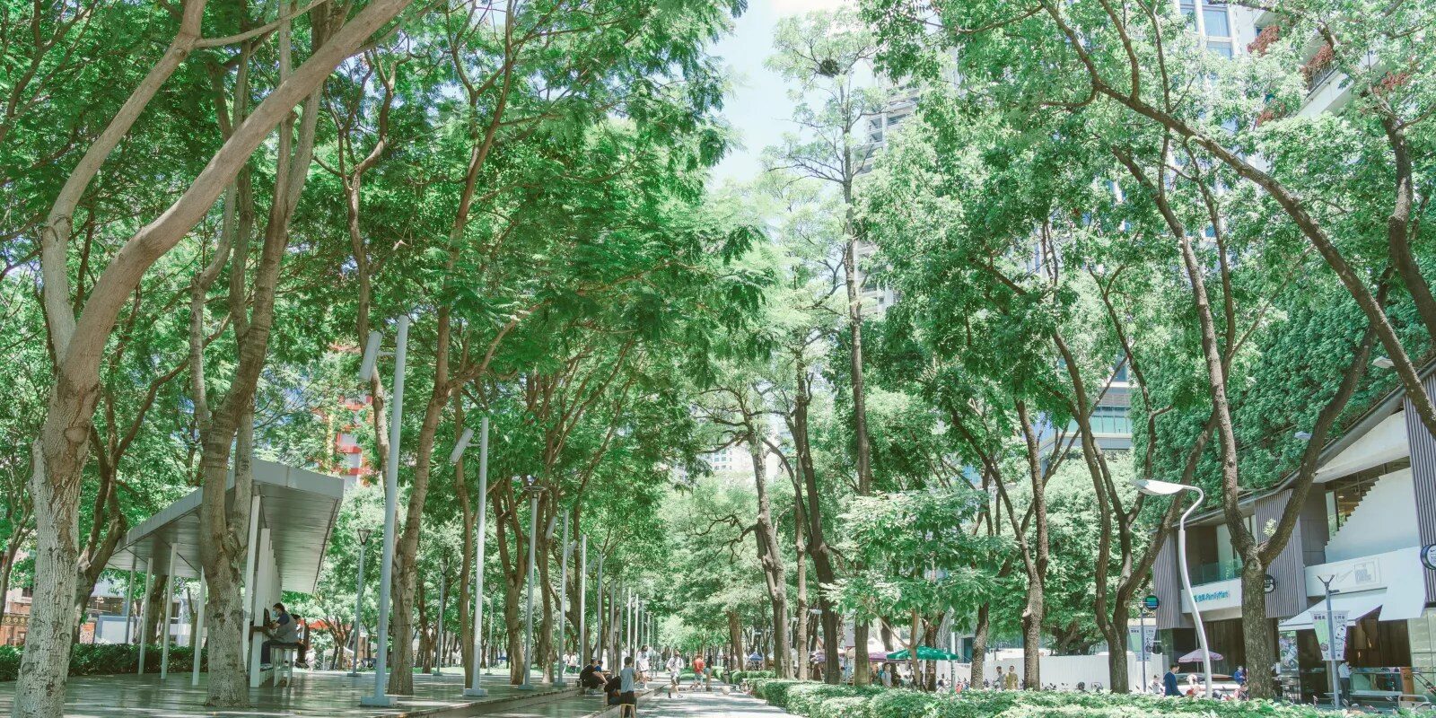 草悟道綠蔭下的林間步道